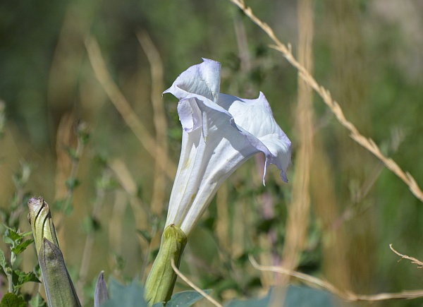 Datura flowers (photo by Donna Memon)