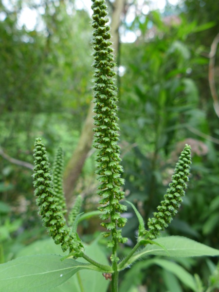 Giant ragweed flower spikes (photo by Kate St. John)