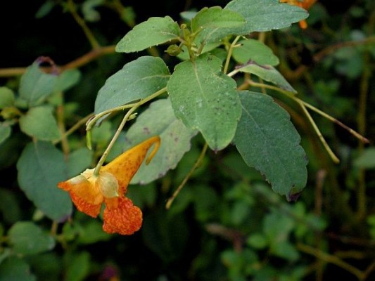 Spotted jewelweed, Impatiens capensis (photo from Flora Pittsburghensis)