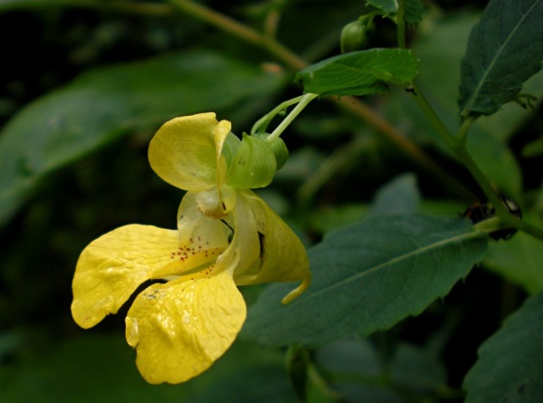 Pale jewelweed, Impatiens pallida (photo from Flora Pittsburghensis)