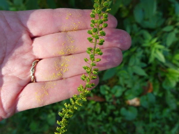 Giant ragweed and its pollen, 16 August 2015 (photo by Kate St. John)