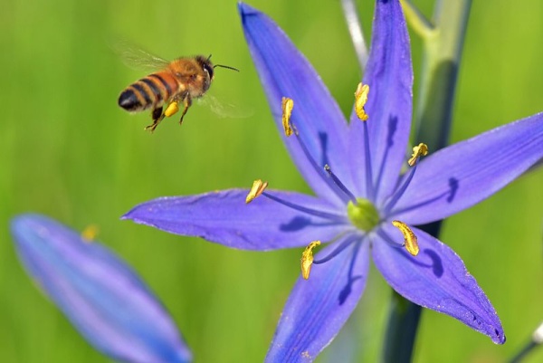 Honey bee at camas (photo from Wikimedia Commons)
