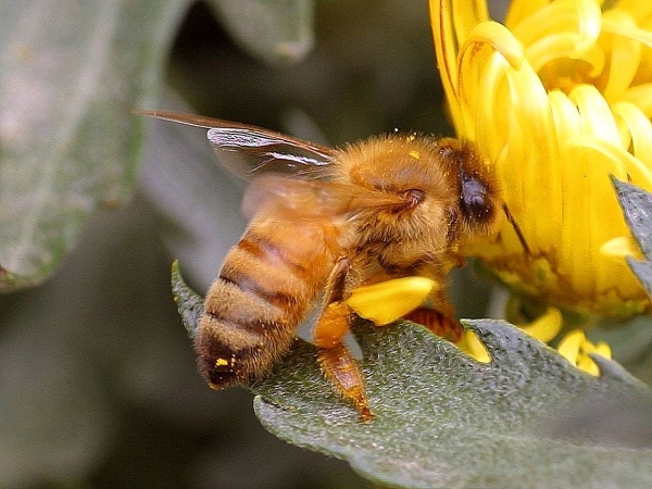 Honeybee at a flower (photo in the public domain via Wikimedia Commons)