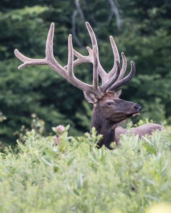 Bull elk with large velvet antlers, late July (photo by Paul Staniszewski)
