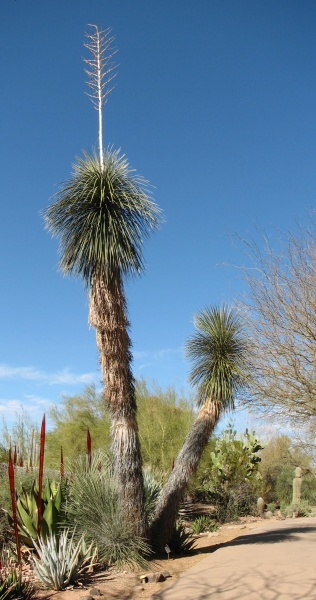 Soaptree yucca (photo from Wikimedia Commons)