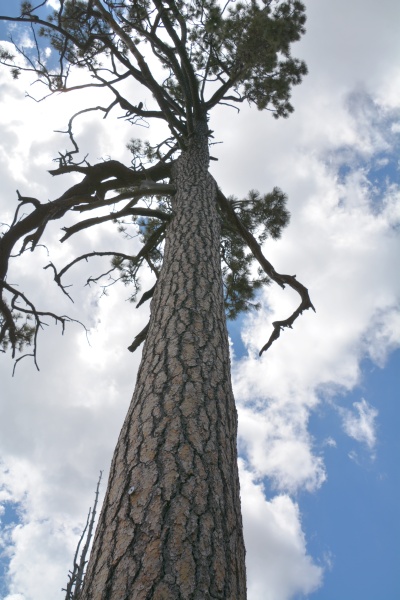 Ponderosa pine on Mt Lemmon, Arizona (photo by Donna Memon)