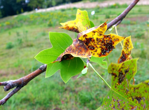 Tuliptree responds to anthracnose by growing new leaves, August 2015 (photo by Kate St. John)