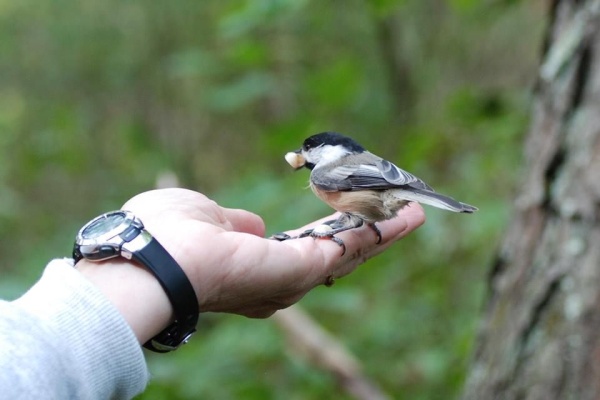 Balck-capped chickadee takes a peanut from my hand (photo by Donna Foyle)