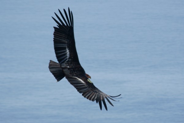 California condor in flight (photo from Wikimedia Commons)