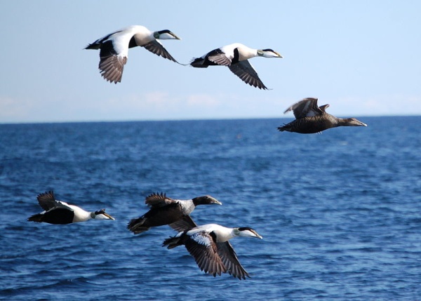 Common eiders in flight (photo from Wikimedia Commons)