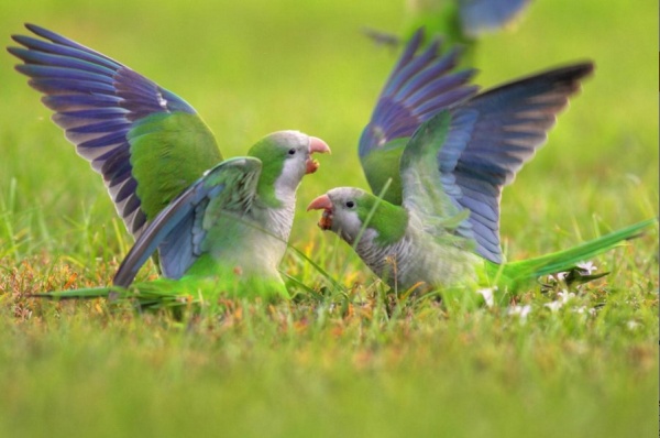 Monk parakeets in a dispute (photo by Greg Matthews courtesy NIMbios press release)