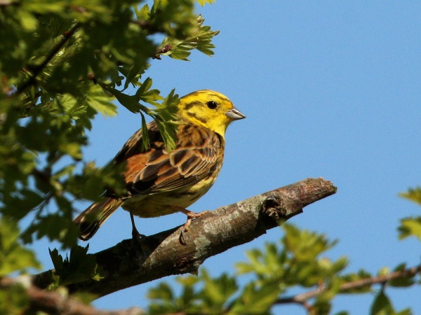 Yellowhammer, male (photo from Wikimedia Commons)