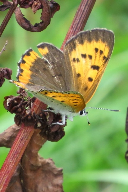 Bronze Copper Butterfly (photo by Dianne Machesney)