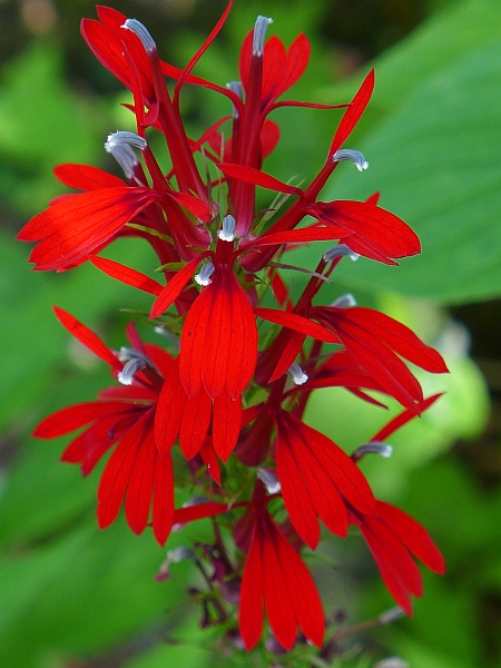 Cardinal flower, 3 Sep 2015, Wild Gardens of Acadia (photo by Kate St. John)