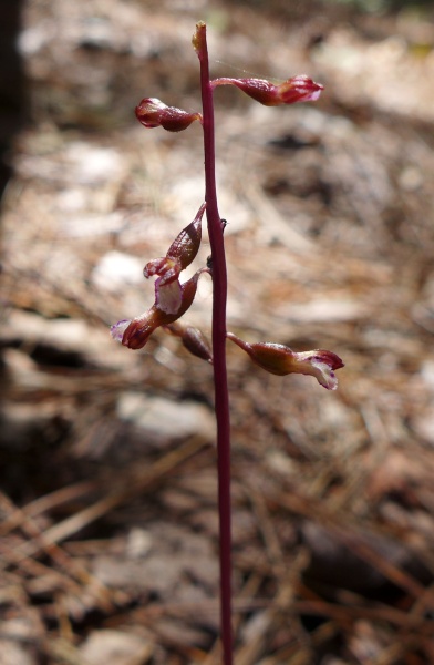 Late Coralroot (photo by Kate St. John)