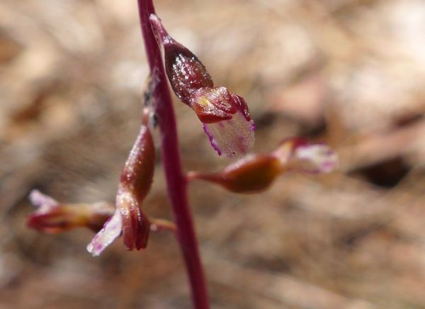 Late Coralroot, flower close-up (photo by Kate St. John)