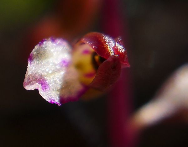 Late Coralroot flower, turned on its axis (photo by Kate St. John)