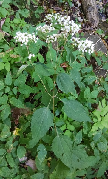 White Snakeroot in Schenley Park (photo by Kate St. John)