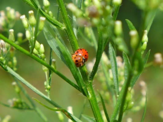 Asian lady beetles mating (photo by Kate St. John)