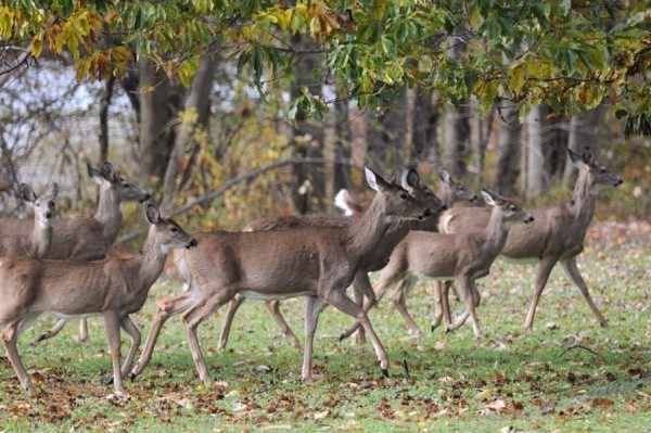 Deer in western Pennsylvania, Fall 2011 (photo by Steve Gosser)