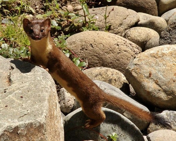 Long-tailed weasel (photo from Wikimedia Commons)