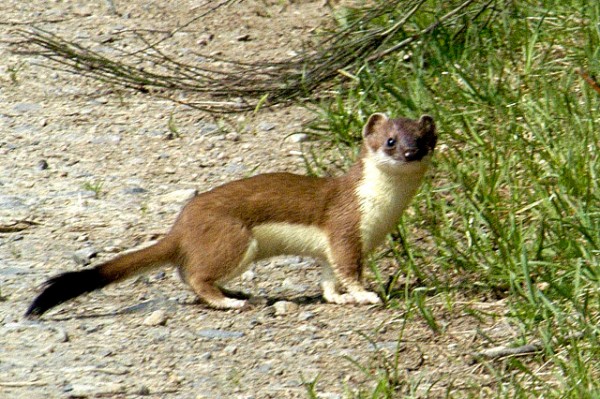 A stoat or short-tailed weasel, Mustela erminea (photo from Wikimedia Commons)