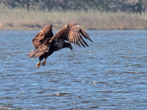 Juvenile bald eagle hunting in Florida (photo by Chuck Tague)