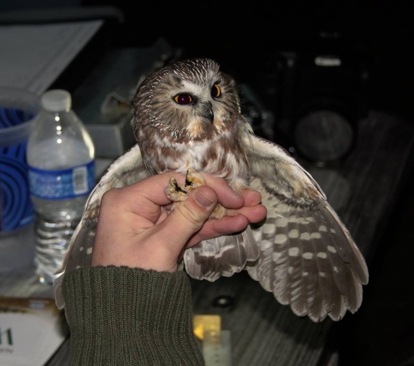 Northern Saw-whet Owl at Project OwlNet Banding, 21 Oct 2015 (photo by Doug Cunzolo)