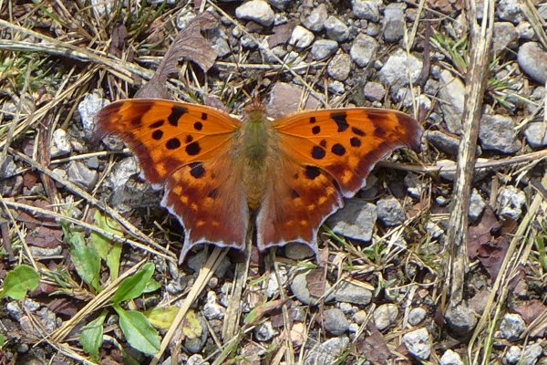 Question Mark butterfly, topside (photo by Kate St. John)