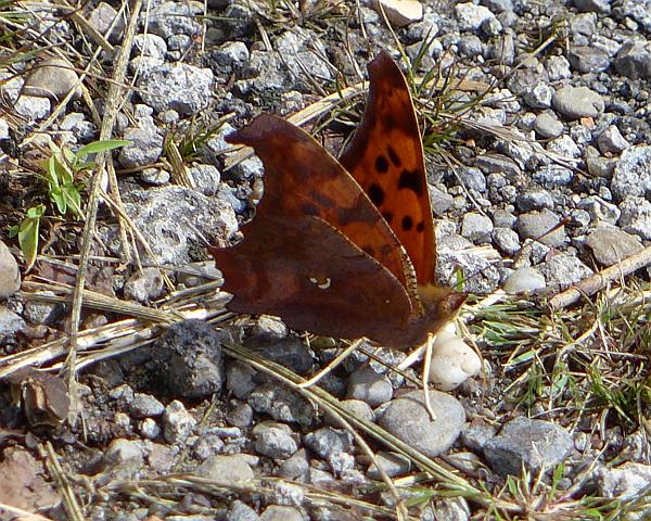 The Question Mark on the underwing (photo by Kate St. John)