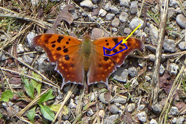 Question Mark butterfly, topside annotated (photo by Kate St. John)