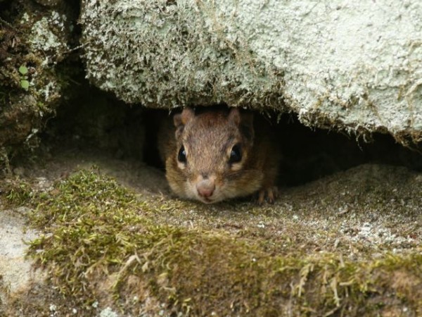 A chipmunk looks out from his burrow (photo by Chuck Tague)
