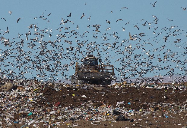 A flock "Down in the dumps" at a Florida landfill (photo by Chuck Tague)