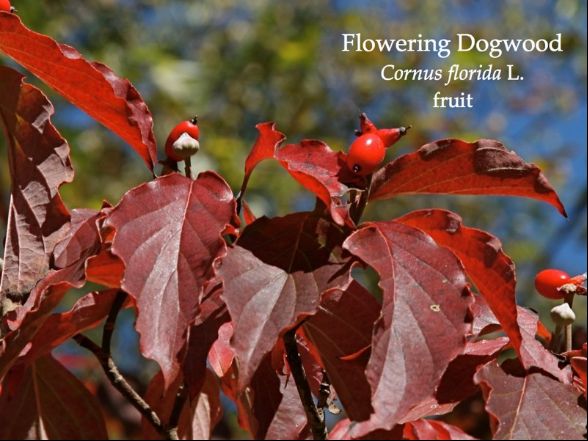 Flowering dogwood in October, annotated (photo by Chuck Tague)