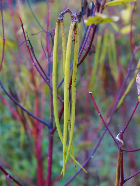 Spreading dogbane seed pods (photo by Kate St. John)