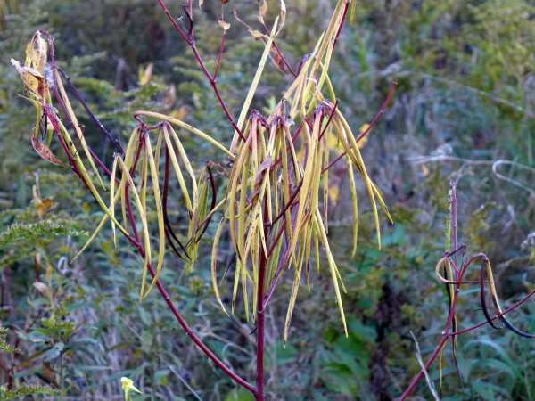 Spreading dogbane with seed pods (photo by Kate St. John)