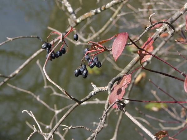 Wild raisins (photo by Kate St. John)