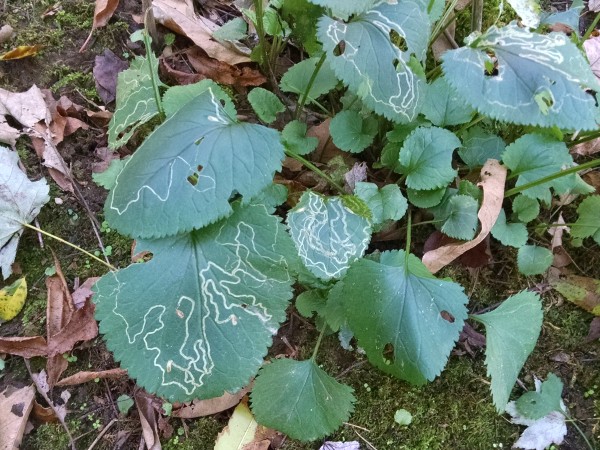 Evidence of Leaf Miners (photo by Kate St. John)