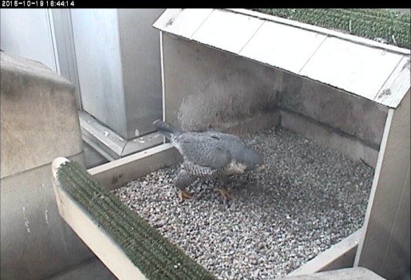 Dorothy makes a quick visit to the nest,19 Oct 2015 (photo from the National Aviary snapshot camera at Univ of Pittsburgh)