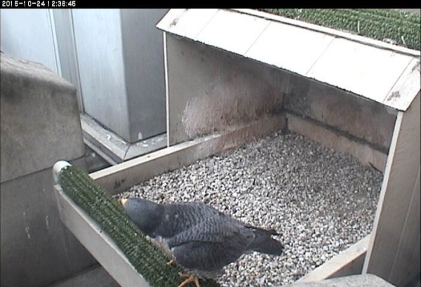 E2: hoping Dorothy will take the hint, 24 Oct 2015 (photo from the National Aviary snapshot camera at Univ of Pittsburgh)