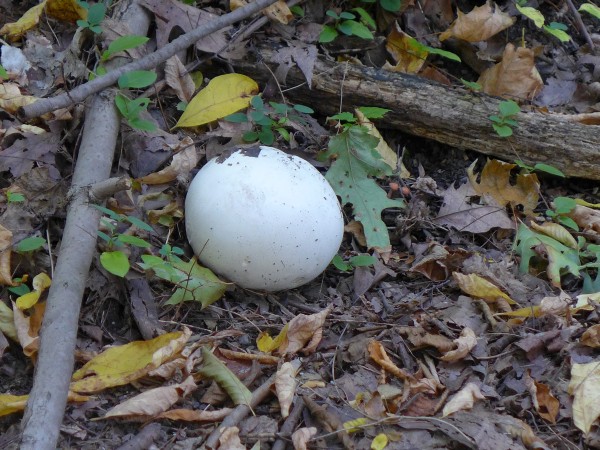 Giant puffball mushroom in Schenley Park, 18 Oct 2015 (photo by Kate St. John)