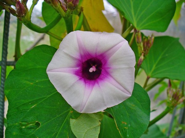 Ipomoea batatas flower (photo from Wikimedia Commons)