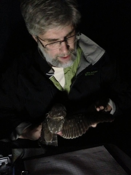 Bob Mulvihill holds a saw-whet owl for banding (photo by June Bernard)