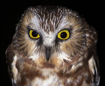 Close up of northern saw-whet owl (photo by Bob Mulvihill)