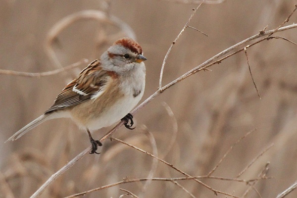 American tree sparrow (photo from Wikimedia Commons)