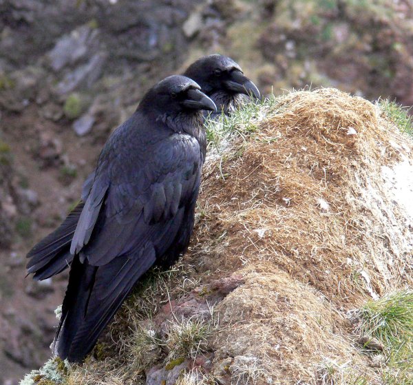 A pair of ravens in Germany (photo from Wikimedia Commons)
