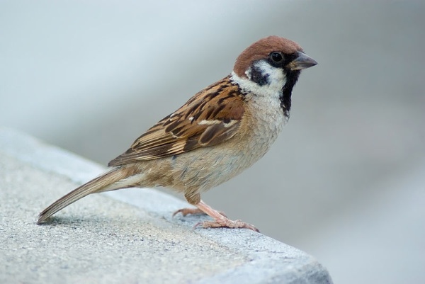 Eurasian tree sparrow (photo from Wikimedia Commons)