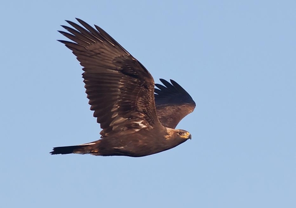 Golden eagle at the Allegheny Front Hawk Watch, 1 Nov 2011 (photo by Michael Lanzone)