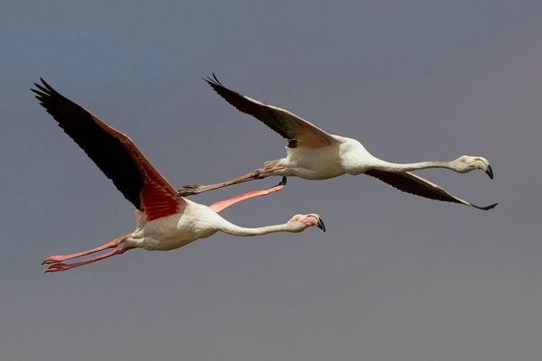Greater Flamingoes, Walvis Bay, Namibia (photo by Yathin S Krishnappa from Wikimedia Commons)