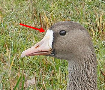 Greater white-fronted goose (detail from the Crossley ID Guide Eastern Birds, arrow added to indicate white front)